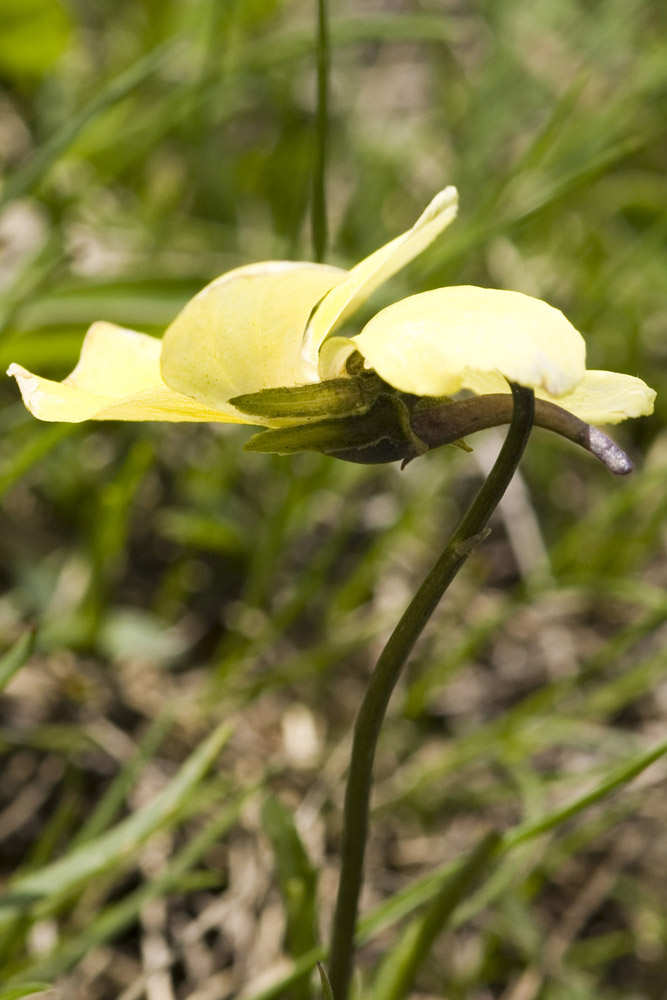 Viola calcarata/Viola con sperone